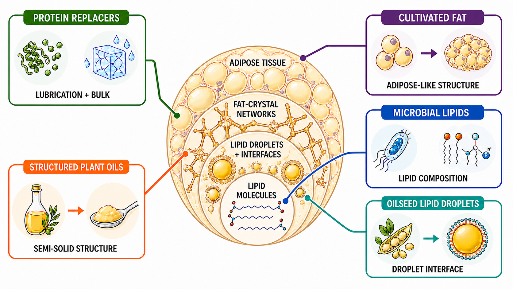 Alternative-fat research routes mapped to the structural depth they replace