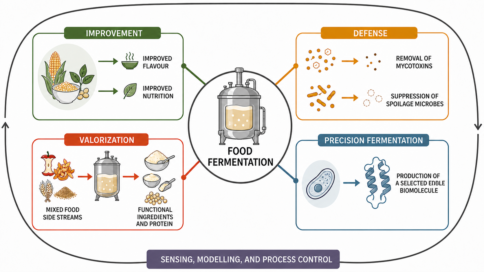 Schematic of four fermentation roles in food research